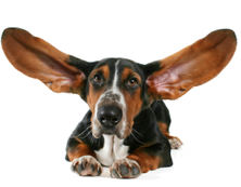 Homemade ear cleaner for dogs